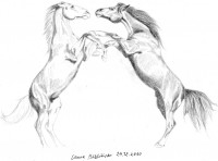 Tilaa Lemmikkihevosestasi kuva